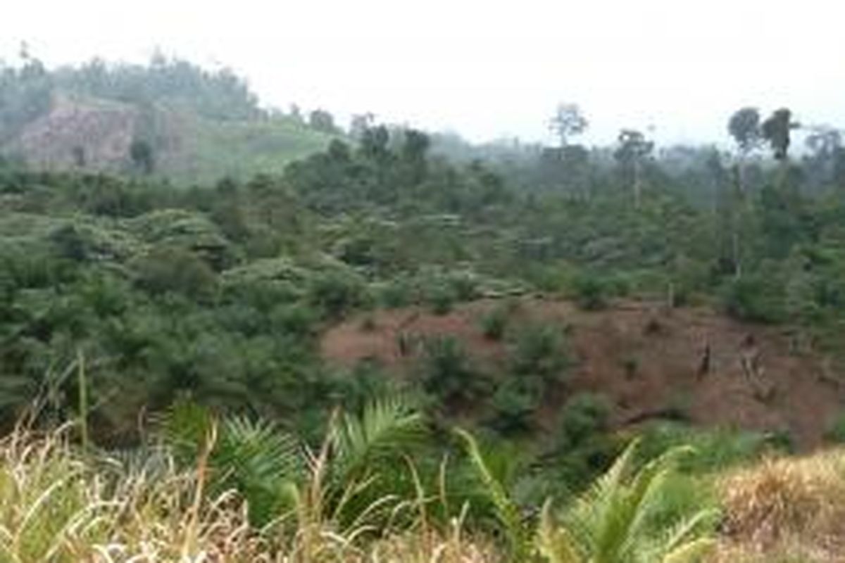 Ilustrasi: Hutan yang berubah menjadi perkebunan kelapa sawit