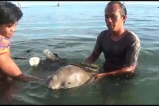 Dugong yang Terdampar Sepekan di Polewali Mandar Akan Dilepasliarkan ke Habitat Aslinya