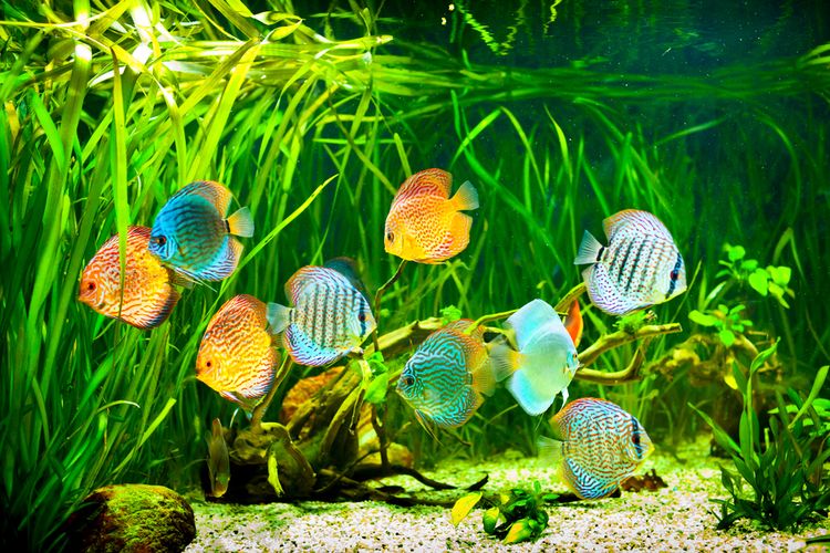Ilustrasi akuarium ikan dengan tanaman air.