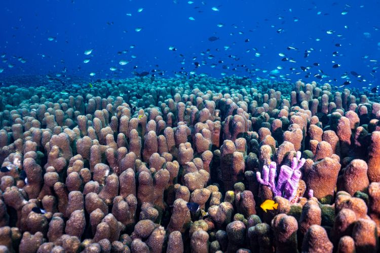 Koloni Galaxea astreata yang ditemukan di pantai utara Nusa Penida, di lepas Desa Sental, tempat menyelam yang sangat populer di Bali.