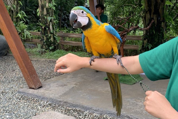 Burung Macaw di Lila's Magical World (petting zoo), area satwa di Enchanting Valley by Taman Safari Indonesia. Pengunjung bisa memberi makan dan berfoto dengan burung dengan pengawasan penjaga satwa.