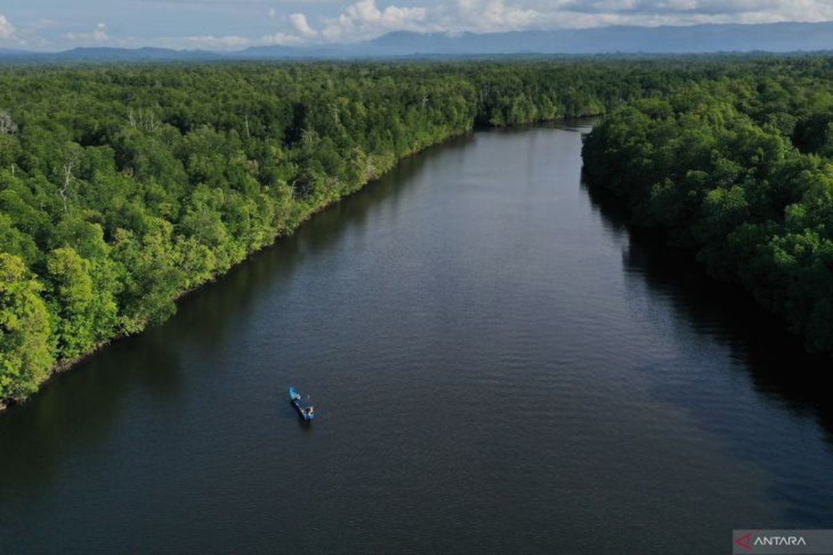 An aerial photo of a mangrove forest in North Buton, Southeast Sulawesi, on March 19, 2023. This year, 15 hectares of mangrove forests in the Peropea Forest Management Unit (KPH) of North Buton district and 10 hectares in Gantara KPH, Muna district, will be rehabilitated by the Forestry Office. 