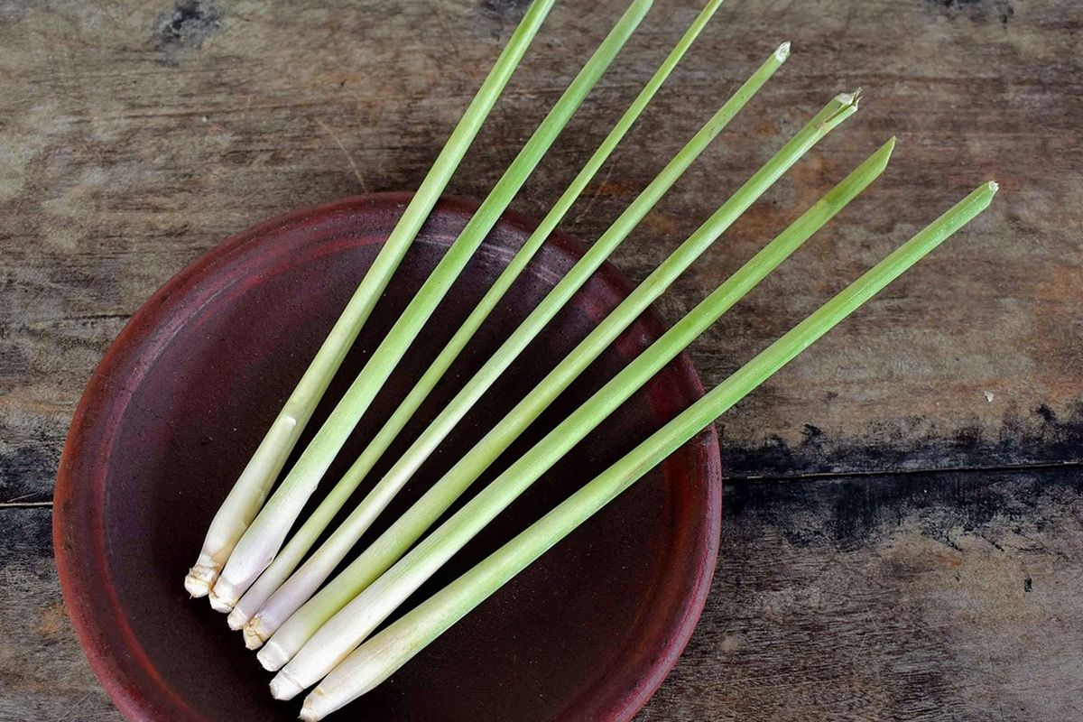 ilustrasi serai wangi