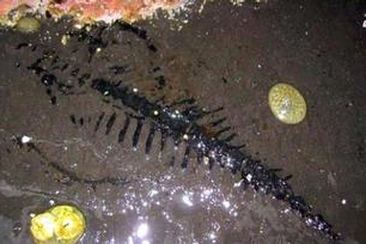 Fosil Thalattosaur yang ditemukan di Alaska