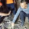 Rumahnya Jadi Sarang Kobra, Karti Bahkan Temukan Ular di Bawah Bantal