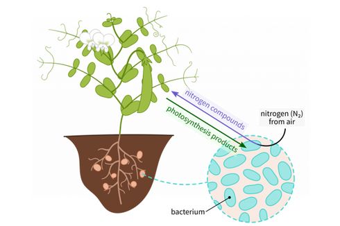 Mengapa Bakteri Rhizobium Leguminosarum dapat Menyuburkan Tanah?