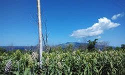 Revolusi Mental di Balik Tanaman Sorgum