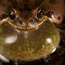 Ternyata, Suara Katak Bisa Jadi “Ramalan Cuaca” Alami untuk Musim Kawin