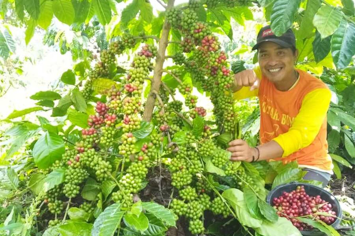 Seorang petani kopi Bengkulu ketika panen kopi pada 2021.