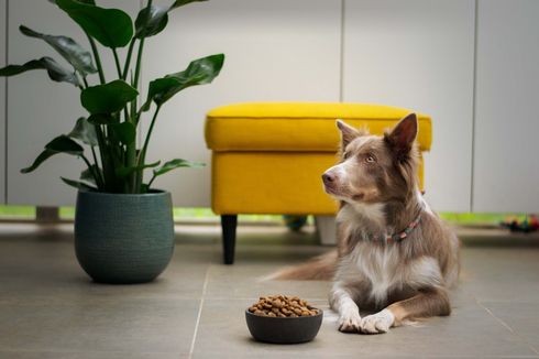 5 Pilihan Lantai Rumah yang Aman untuk Anjing Peliharaan