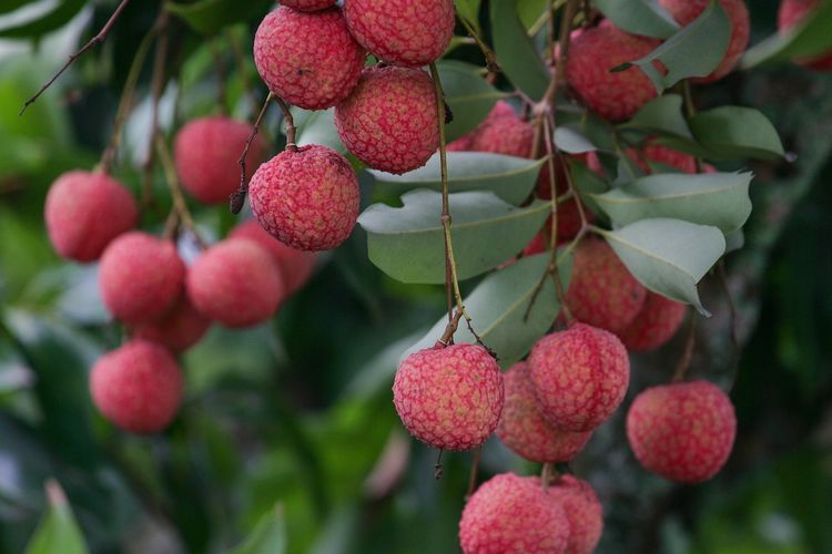 Ilustrasi buah leci, tanaman buah leci.