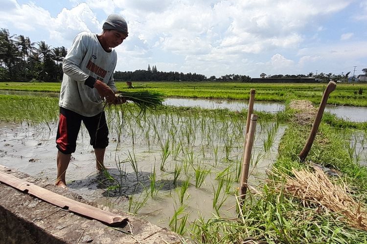 Kementan Kebut Tanam Padi Serentak di 38 Kabupaten Se-Jatim