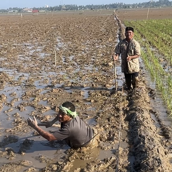 Petani gampong Pinto Makmur, Muara Batu, Aceh Utara, Mahmudi Ilyas yang tengah berdiri di pematang dan Ridwan yang tengah kesulitan berjalan di sawah terdampak banjir bandang, Kamis (15/1/2026).