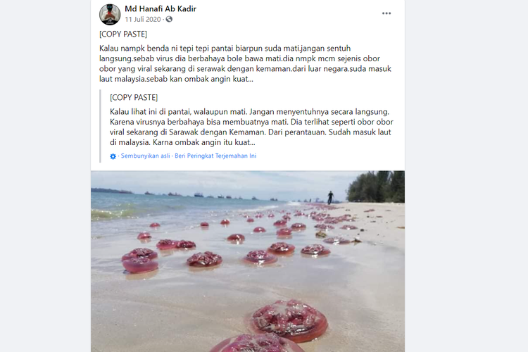 penampakan hewan disebut ubur-ubur merah, apa sebenarnya?