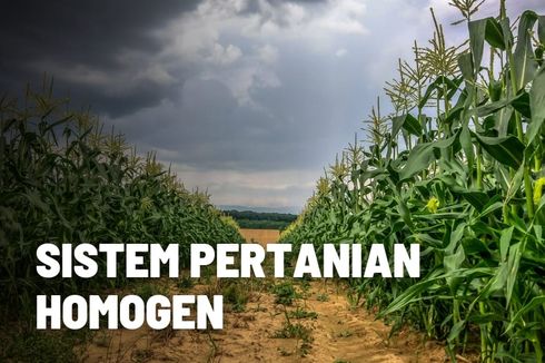 Mengenal Sistem Pertanian Homogen beserta Kelebihan dan Kekurangannya 