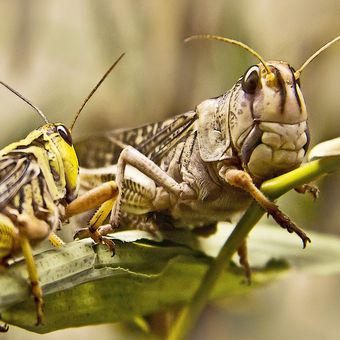 Ilustrasi belalang pada tanaman kelapa. Belalang adalah salah satu hewan yang melakukan praktik kanibalisme seksual terhadap pasangannya. Serangga betina biasanya akan berperilaku kanibal usai kawin, untuk memenuhi nutrisi usai kawin.