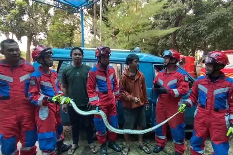 Seekor ular sanca berdiameter lebih kurang 10 centimeter dan panjang 2 meter ditemukan di sebuah angkot di Kelurahan Cijantung, Kecamatan Pasar Rebo, Jakarta Timur, Kamis (19/1/2023).