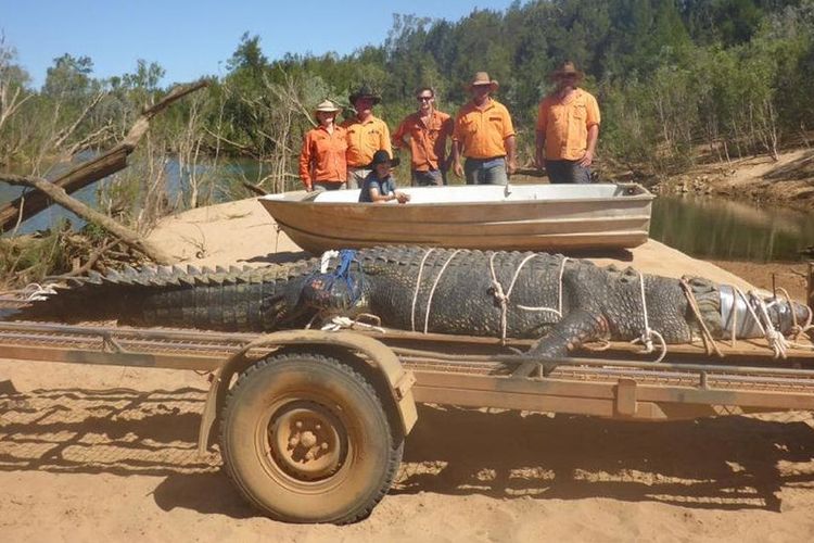 Para ranger dari Operasi Alam Liar Teritori Utara, Australia, berpose di depan seekor buaya dengan panjang 4,71 meter yang ditangkap pada Senin (9/7/2018).