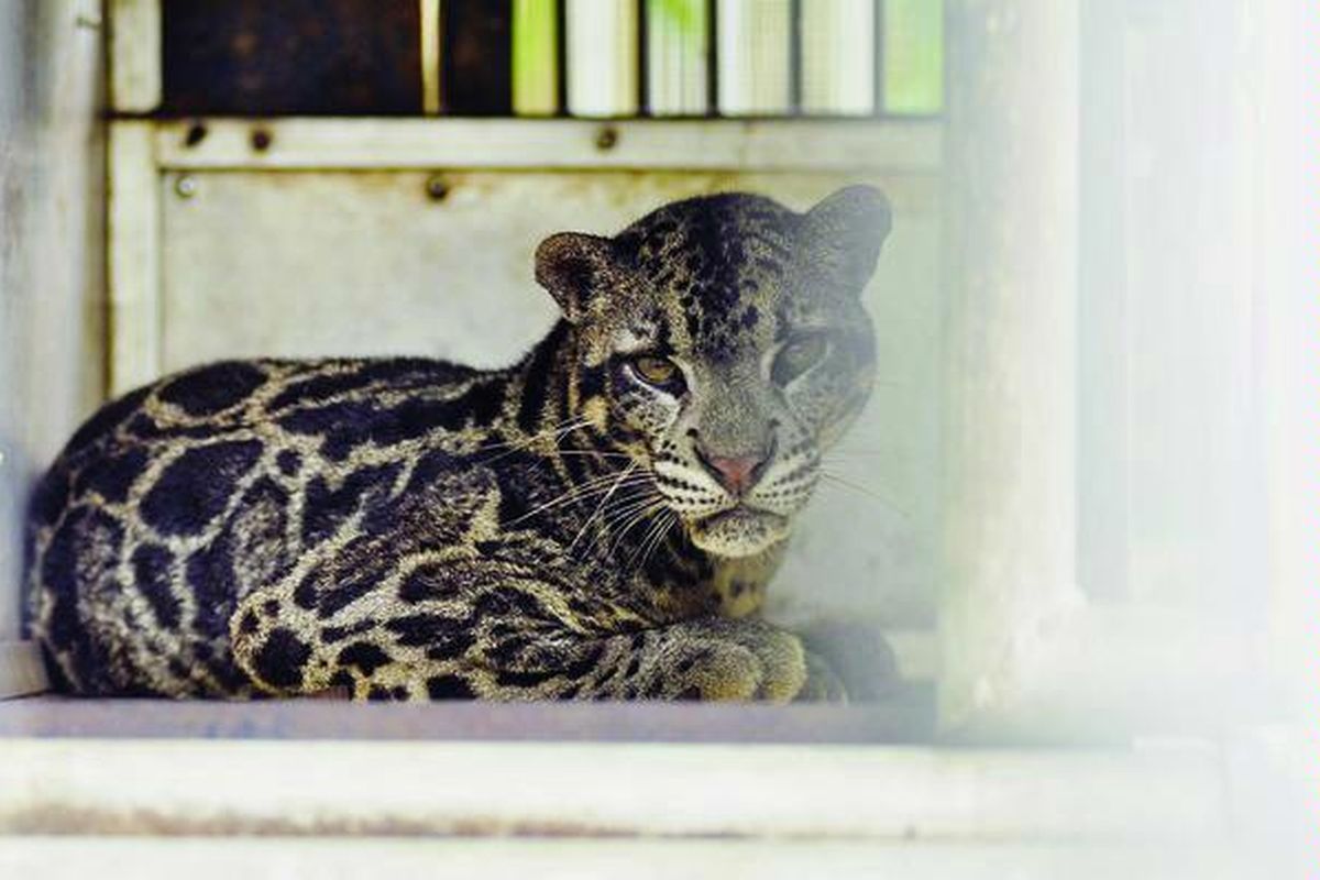 Bella, harimau dahan yang disita dari pemiliknya di Kabupaten Bungo, Jambi, kini berada dalam kandang sementara di kantor Frankfurt Zoological Society, Kota Jambi. Harimau ini tidak dapat dilepasliarkan secara cepat karena masih dijadikan barang bukti proses hukum.