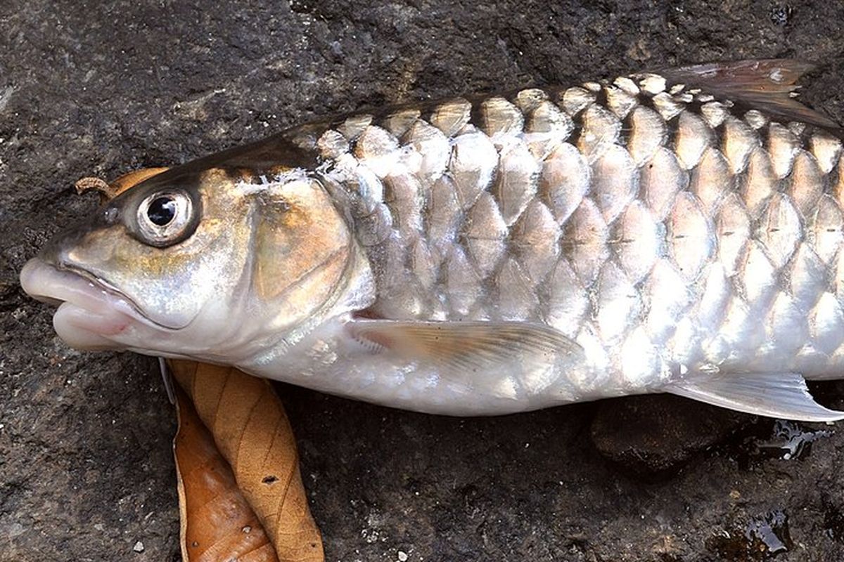 Ikan tor, selain disebut ikan Dewa juga punya banyak sebutan di beberapa daerah di Indonesia. Di Jawa Tengah dikenal sebagai ikan Tombro. Ada juga yang menyebutnya ikan Masheer, ikan Batak dan lain sebagainya.