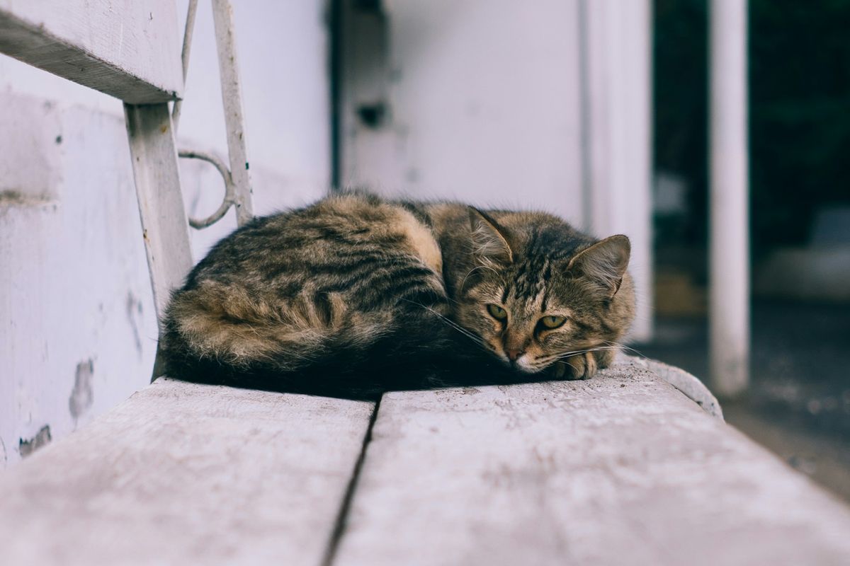 5 Alasan Ilmiah Kenapa Kucing Suka Tidur di Dekat Pemiliknya