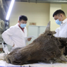 Ilmuwan Coba Hidupkan Lagi Bison Purba dari 8000 Tahun Lalu