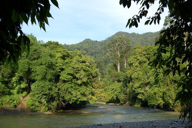 Potensi Sumber Daya Alam Hutan Halaman All Kompas Com