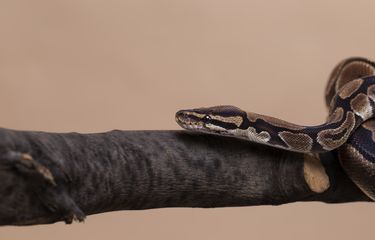 Semiz qora ayolning eshagini yalash Seks oyinchoqlar video darslik