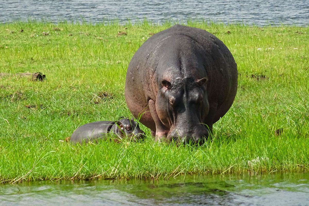 Bayi kuda nil bersama induknya di Chobe, Botswana 
