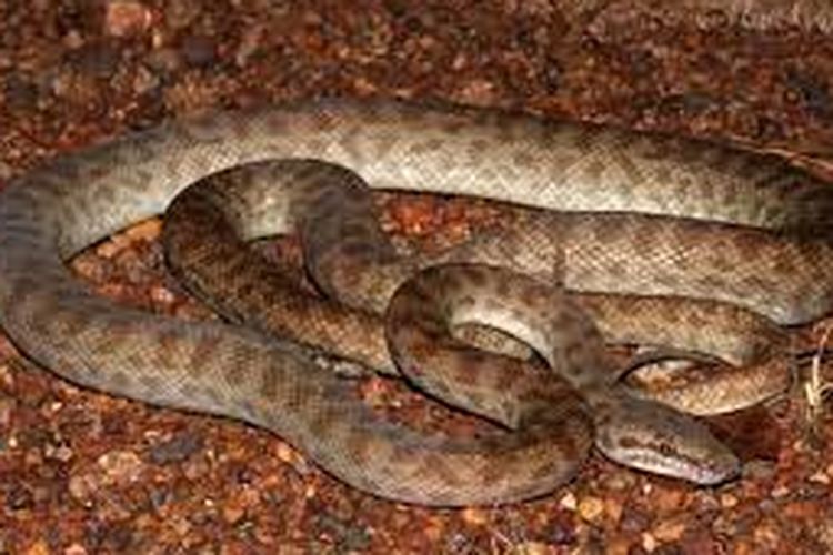 Papuan spotted python atau piton berbintik papua (Antaresia papuensis)