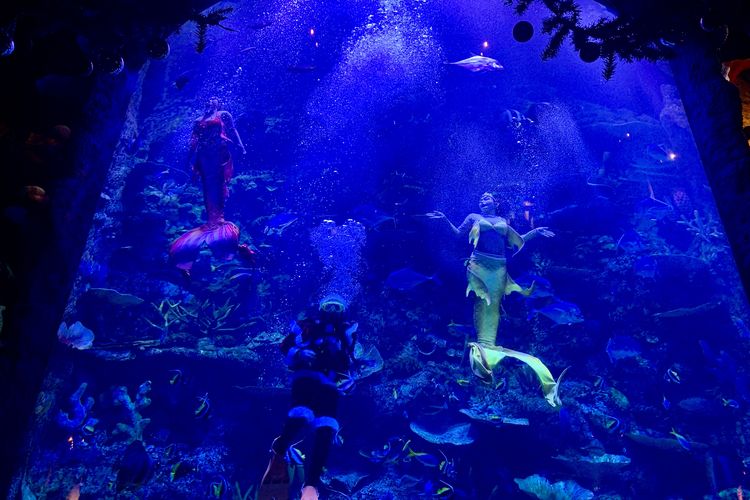 Show Mermaid dan Santa Underwater BXSea di area Raja Ampat BXSea, Sabtu (27/12/2025).