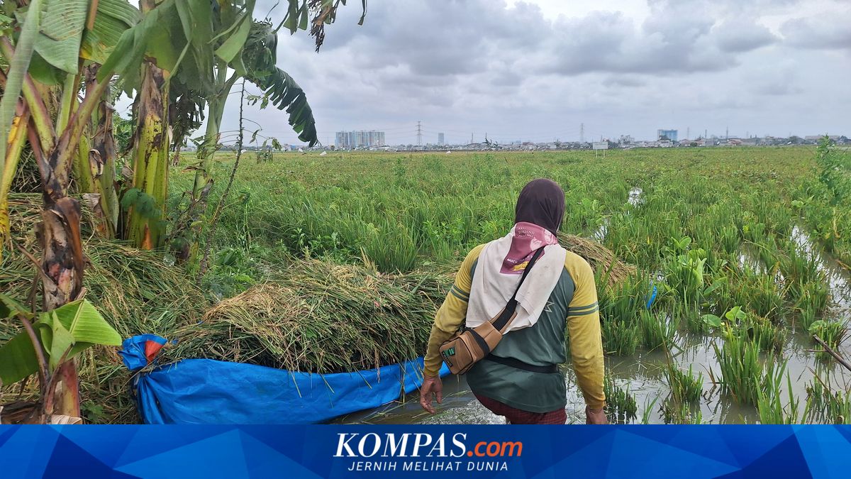 Jakarta Masih Punya Sawah Ratusan Hektar di Rorotan, Kok Bisa?