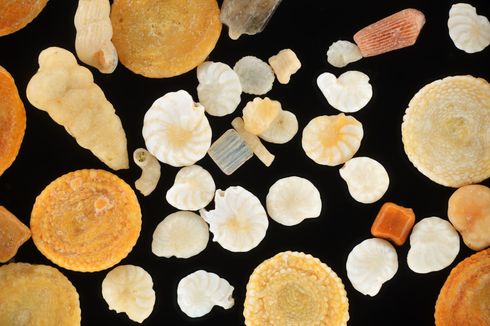 Mengenal Foraminifera, Organisme Kecil di Laut Perekam Perubahan Suhu Bumi 