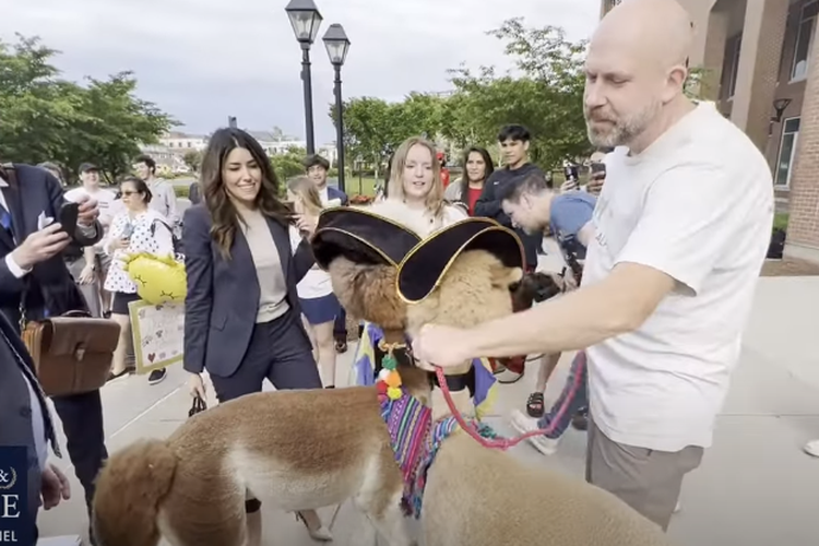 Pengacara Johnny Depp, Camille Vasquez melihat alpaca yang dibawa fans Johnny Depp ke pengadilan.