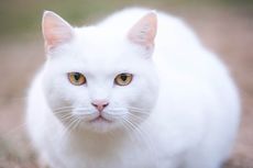 3 Cara Membersihkan Kotoran Tinja yang Menempel pada Bulu Kucing