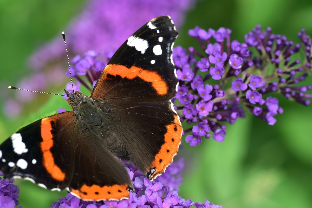 Ilustrasi Kupu-kupu. Kupu-kupu termasuk salah satu hewan yang bisa memprediksi cuaca.