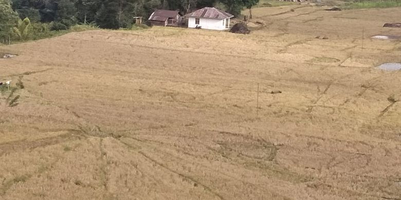 Sawah Jaring Laba-laba di Lembah Ranggu, Kecamatan Kuwus, Manggarai Barat Flores, Nusa Tenggara Timur, Jumat (24/8/2018) sebagai salah daya tarik pariwisata di lembah tersebut. 