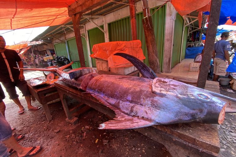 Satu ekor Ikan Marlin sepanjang lebih dari 2 meter yang dijual di Pasar Krui, Minggu (19/5/2024).