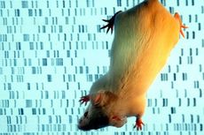 Makhluk Campuran Tikus dan Manusia Tercipta, 4 Persen Selnya Mirip Kita