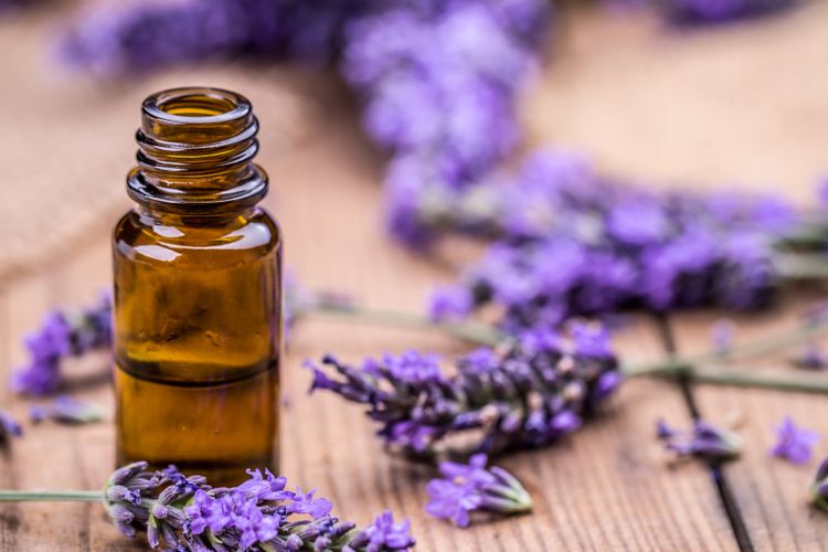 Minyak esensial lavender bisa digunakan sebagai bug repellent alami.