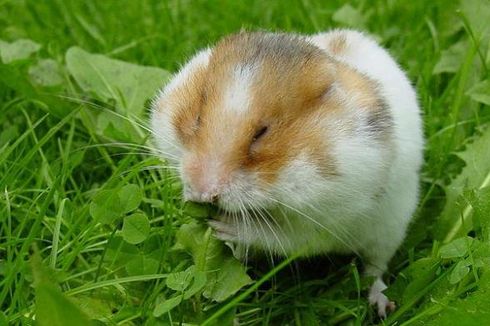 Hamster Disiram ke Dalam Toilet Setelah Ditolak Masuk Pesawat