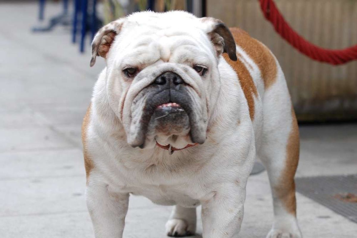 anjing english Bulldog modern