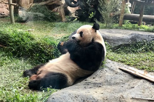 Perayaan Ulang Tahun Panda Taman Safari Digelar Meriah Weekend Ini