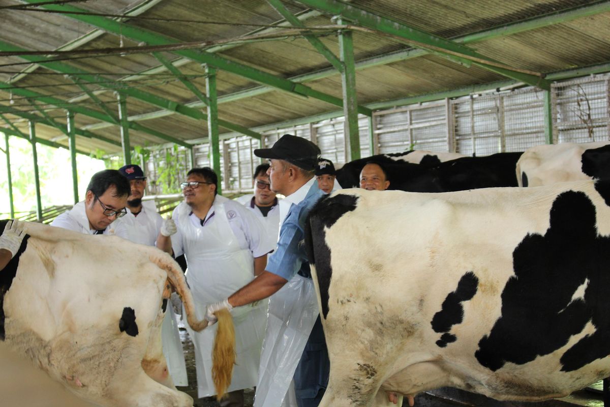 Disnak Jatim Ungkap 282 Ekor Sapi Mati Terjangkit Penyakit Mulut dan Kuku