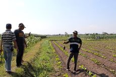 Masalah Perlindungan Lahan Sawah, Regulasi Seabrek tapi Tak Optimal