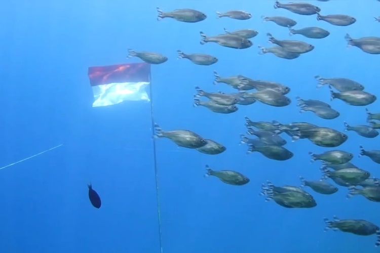 Aksi 50 Penyelam Kibarkan Merah Putih di Bawah Laut Wakatobi Saat HUT Ke-81 RI