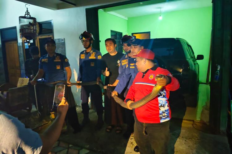 Damkar Trenggalek Evakuasi Ular King Kobra 3,5 Meter dari Garasi Rumah Warga