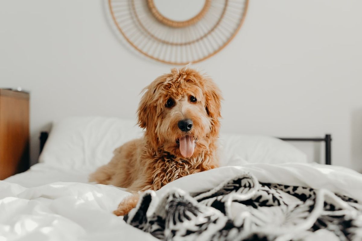 Bulu anjing peliharaan bisa menempel di permukaan benda dan sulit dihilangkan, salah satunya di tempat tidur.