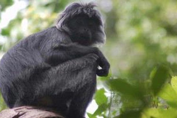 Binatang Langka Mulai Ditangkar Halaman All Kompas Com