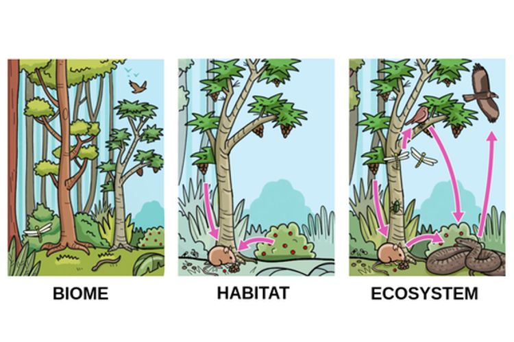 Ilustrasi habitat, ekosistem, dan bioma.